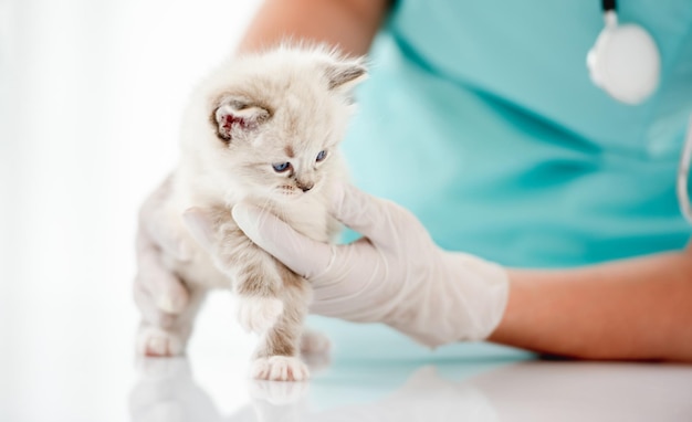 Gatinho Ragdoll na clínica veterinária