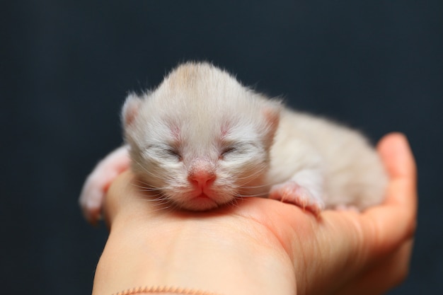 Gatinho recém-nascido dorme na mão