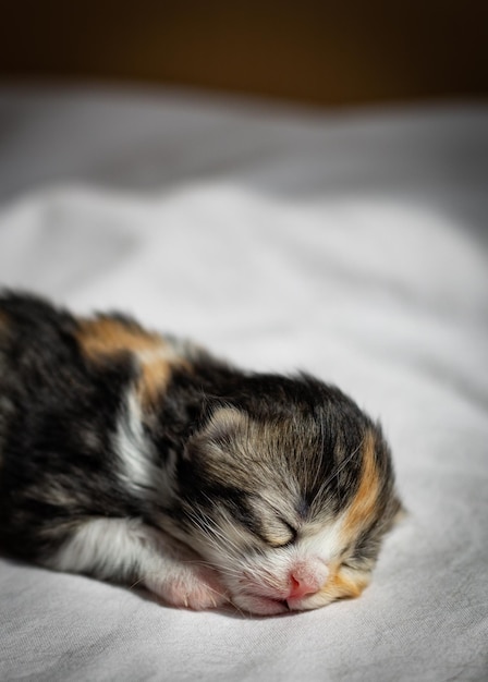 Gatinho recém-nascido dormindo em uma cama em uma caixa