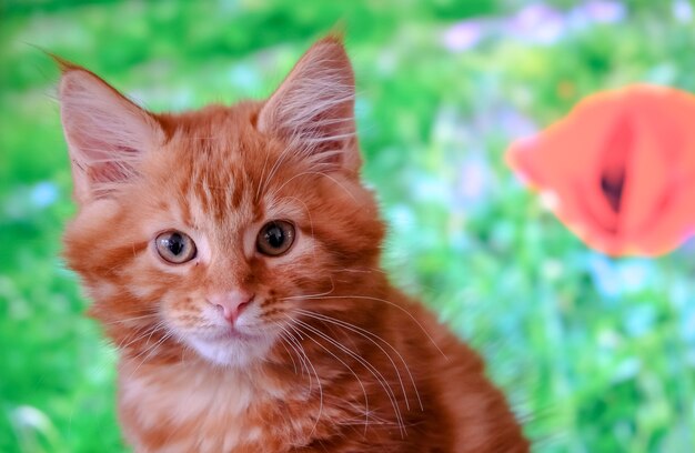 Gatinho Red Main Coon