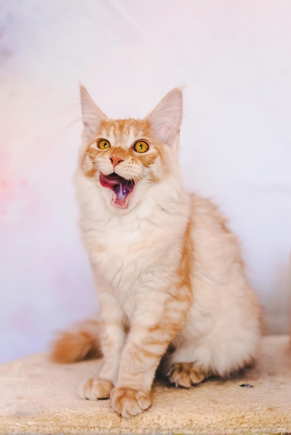 Gatinho Red Tabby Maine Coon