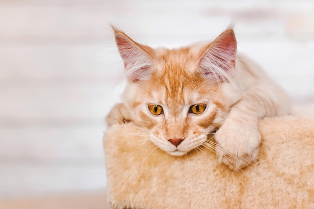 Gatinho red tabby maine coon