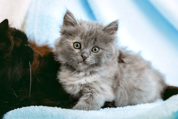 Gatinho relaxa no interior de casa com a mãe do gato. Retrato de lindo gatinho cinza relaxar na manta de cor azul suave. Animal de estimação em casa deitado com espaço de cópia. Gato animal mamífero doméstico feliz