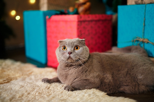 Gatinho reto escocês do Natal