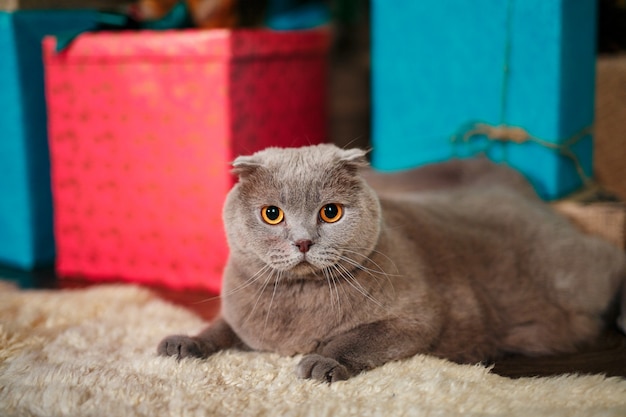 Gatinho reto escocês do Natal