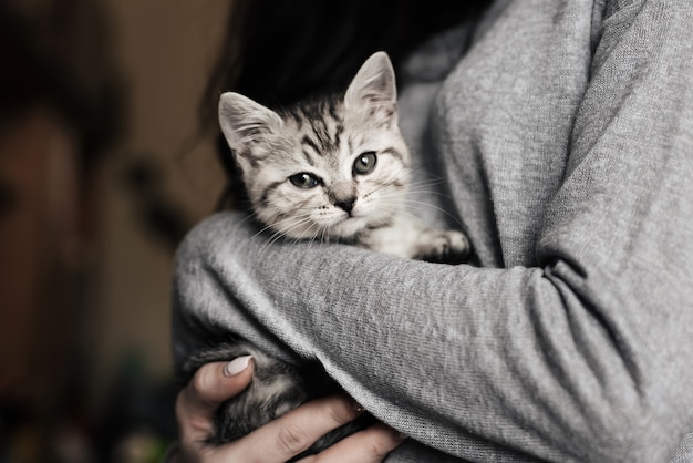 Gatinho reto escocês listrado cinza nos braços