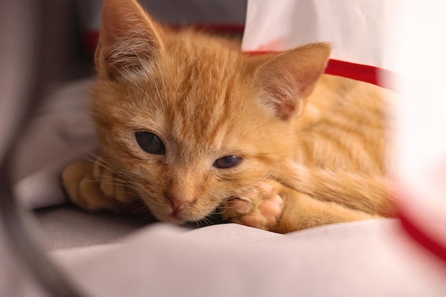 Gatinho ruivo dorme no peitoril da janela por cortinas