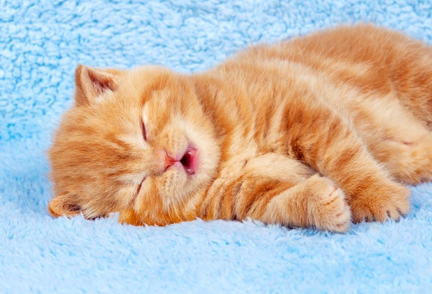 Gatinho ruivo fofo dormindo sobre um cobertor azul deitado de lado
