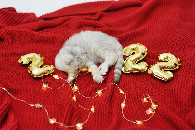 Gatinho Scottish fold em um fundo vermelho e no contexto dos números 2022 e luzes de Natal.