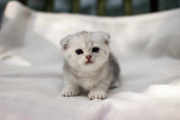 Gatinho Scottish Fold recém-nascido fofo