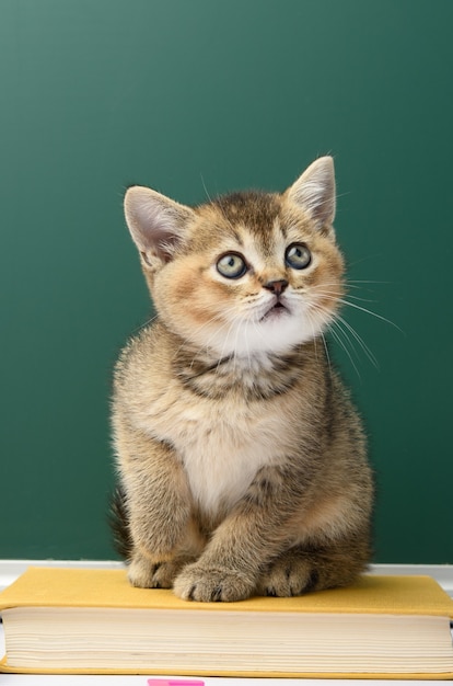 Gatinho scottish straight sentado em uma superfície verde, gato chinchila