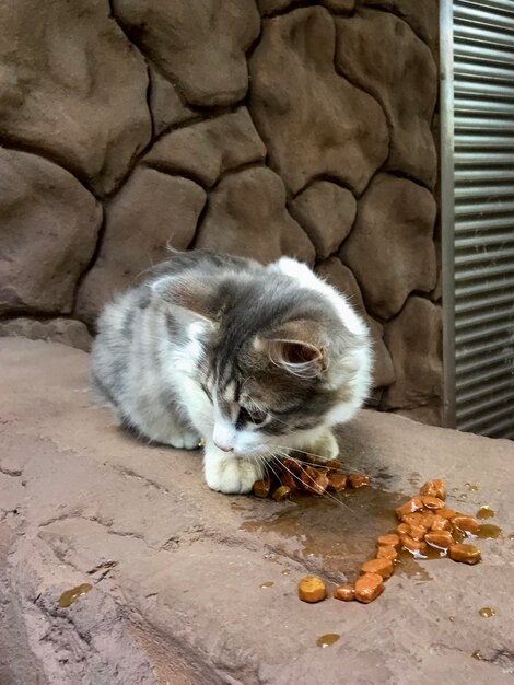 Gatinho sem-abrigo come comida de gato