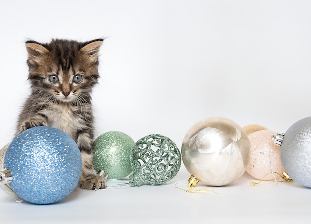 Gatinho sentado e brincando com bolas de Natal