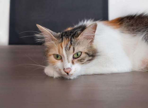 Gatinho sentado na mesa de madeira