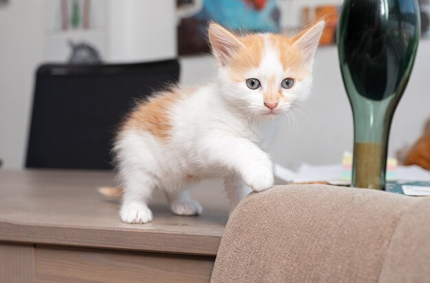 Gatinho sentado na mesa de madeira