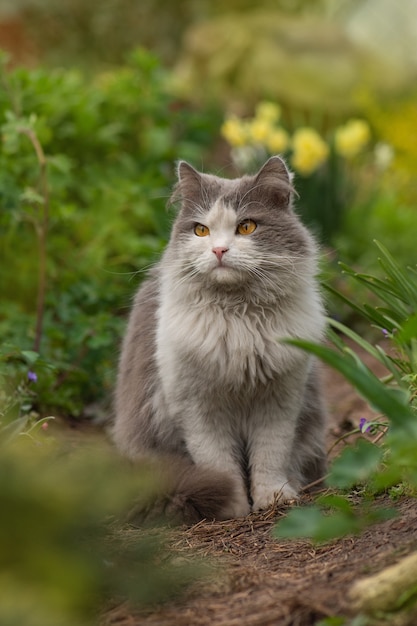 Gatinho sentado nas flores desabrochando em um jardim