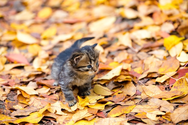 Gatinho sentado nas folhas caídas no jardim de outono