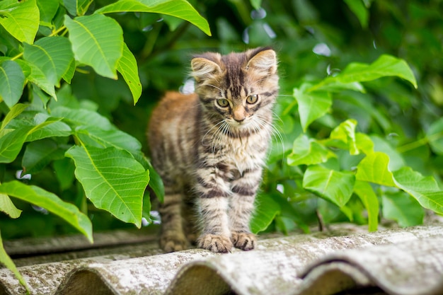 Foto gatinho sentado no telhado