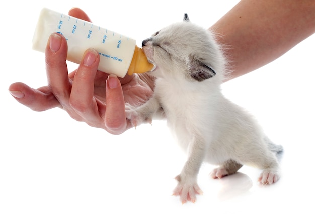 Gatinho siamês de alimentação