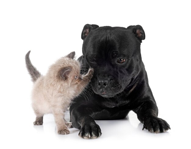 gatinho siamês e staffy na frente de fundo branco