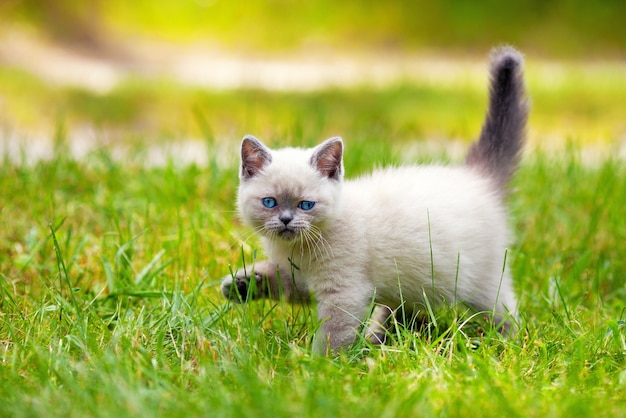 Gatinho siamês fofo andando na grama