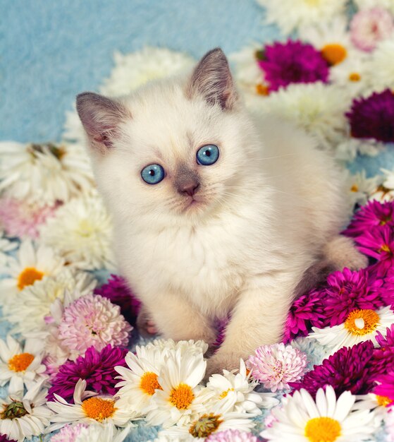 Gatinho siamês fofo com flores