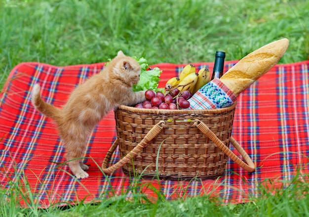 Gatinho sobe em uma cesta de piquenique