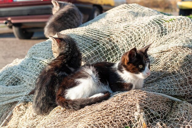 Gatinho solitário sentado no quintal na rede de pesca em docs