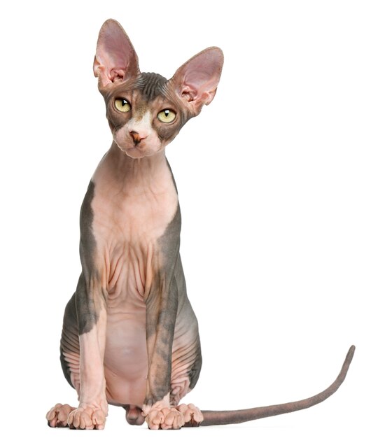 Gatinho sphynx (4 meses), shorthair britânico (1 ano)