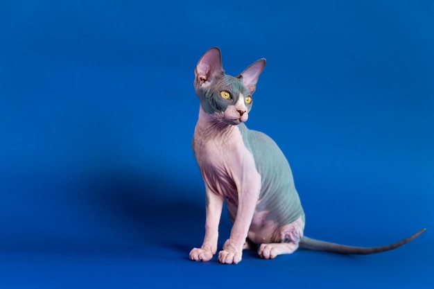 Gatinho Sphynx de cor azul e branca sentado sobre fundo azul com sombra surpreso olhando para longe