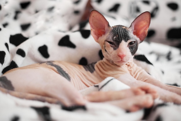 Gatinho Sphynx dormindo na cama