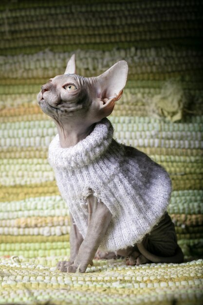 Gatinho Sphynx Gato calvo em roupas