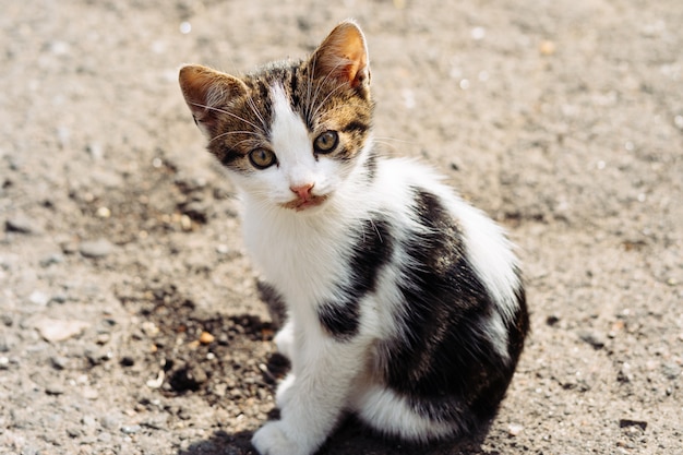 Gatinho tricolor pouco olhando com interesse para a câmera depois de um delicioso jantar