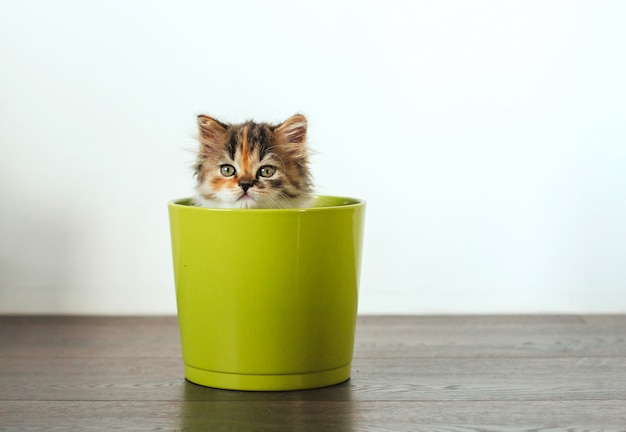 Gatinho tricolor senta-se em um vaso de flores verde