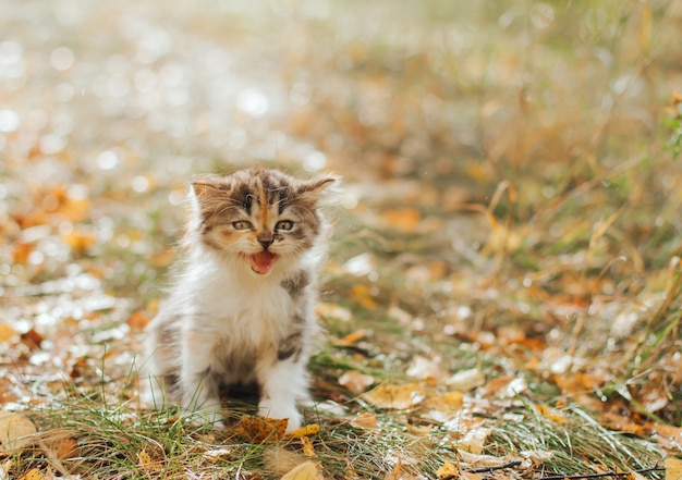 Gatinho tricolor senta-se na grama molhada e grita