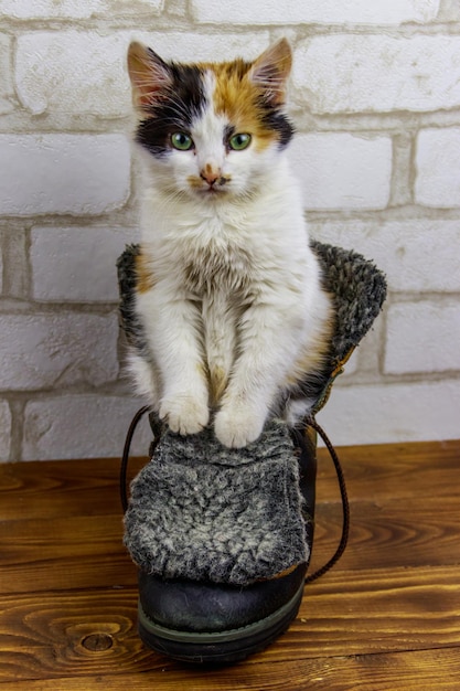 Gatinho tricolor sentado em uma bota