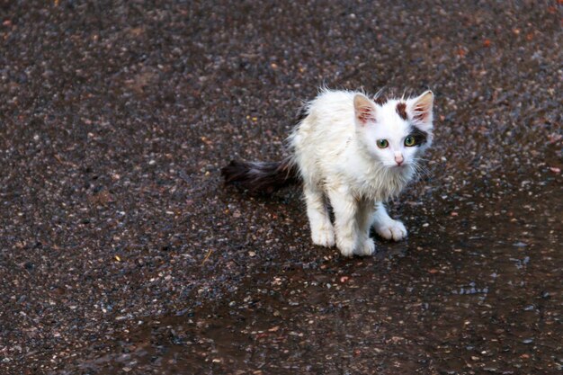 Gatinho triste sem-teto molhado em uma rua depois de uma chuva. conceito de proteção de animais sem-teto