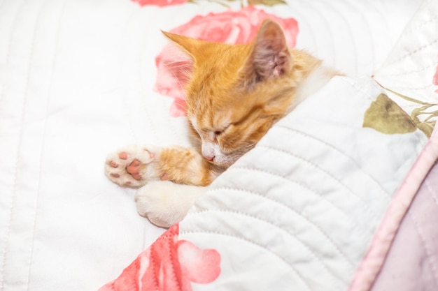 Gatinho vermelho dorme sob um cobertor branco Descanso e sono confortáveis