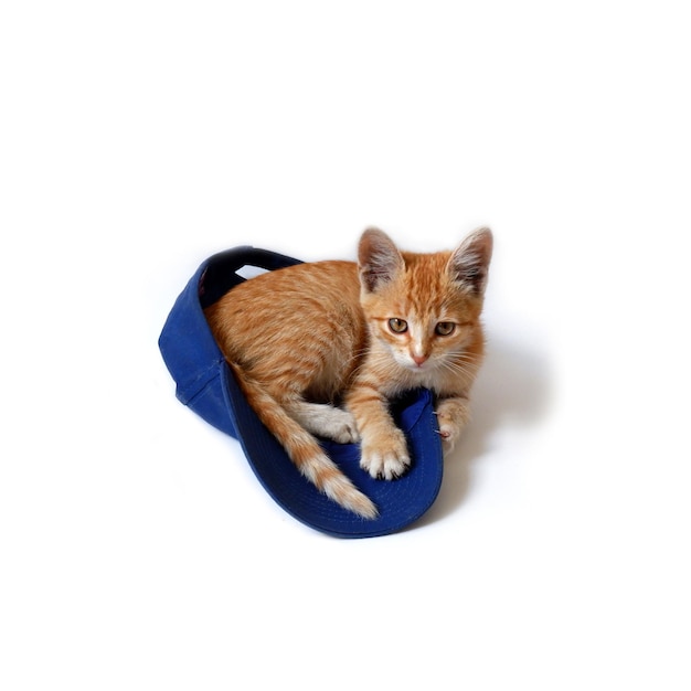 Foto gatinho vermelho encontra-se em um boné de beisebol azul em um fundo branco. bonito gato doméstico close-up.