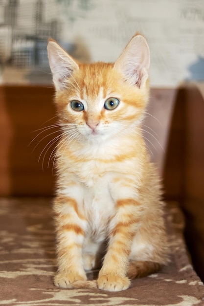 Gatinho vermelho está sentado em uma cadeira