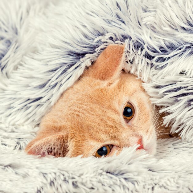 Gatinho vermelho fofinho espreitando por baixo do cobertor azul quente e macio