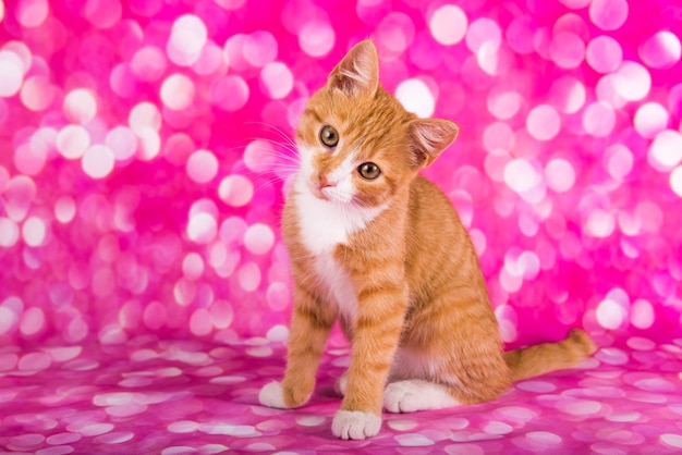 Gatinho vermelho fofo brincalhão e engraçado em fundo rosa