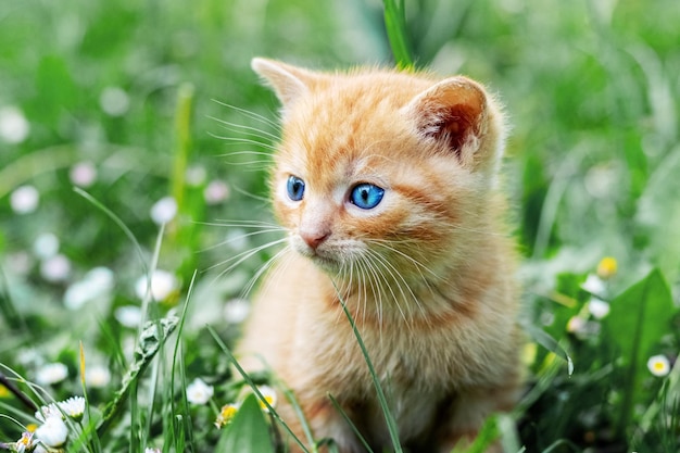 Gatinho vermelho fofo no jardim na grama verde