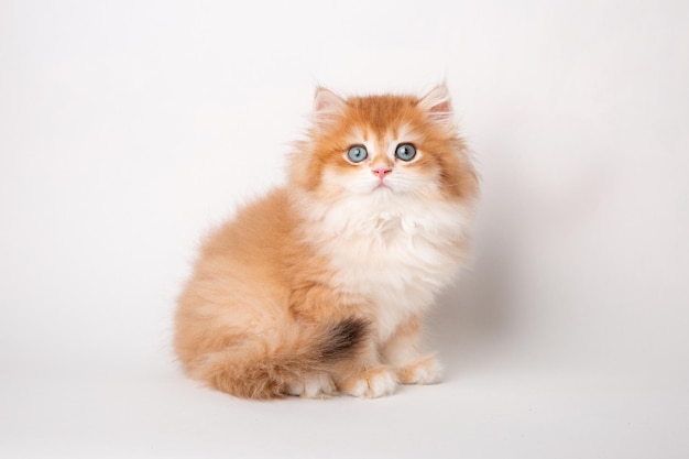 Gatinho vermelho fofo sentado em um fundo branco