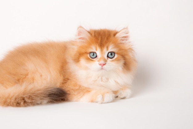 Gatinho vermelho fofo sentado em um fundo branco