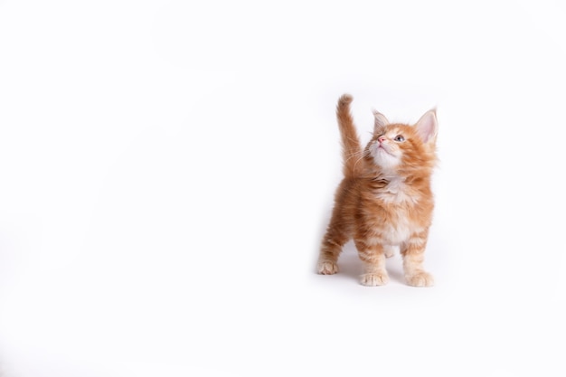 Foto gatinho vermelho isolado em um branco