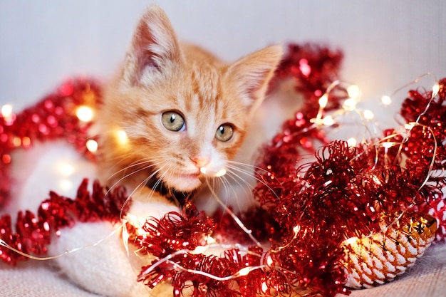 Foto gatinho vermelho jogando em decorações de natal