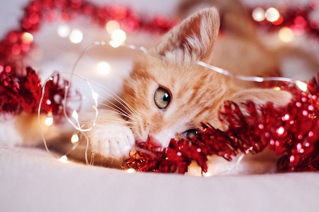 Gatinho vermelho jogando em decorações de Natal