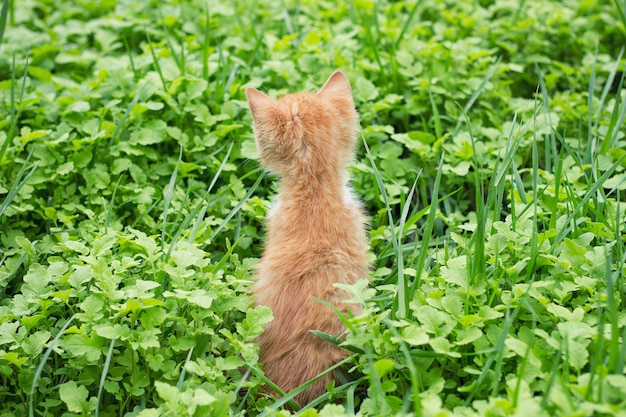 Gatinho vermelho na grama verde, animais de estimação