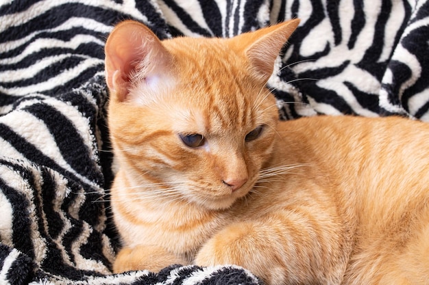 Gatinho vermelho no retrato da cama